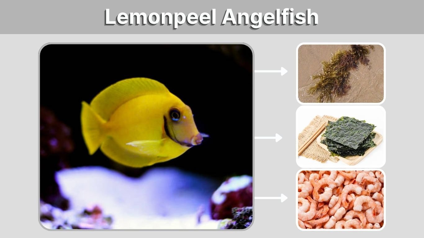 Lemonpeel Angelfish: Care, Size, Diet, Lifespan & Reef Facts