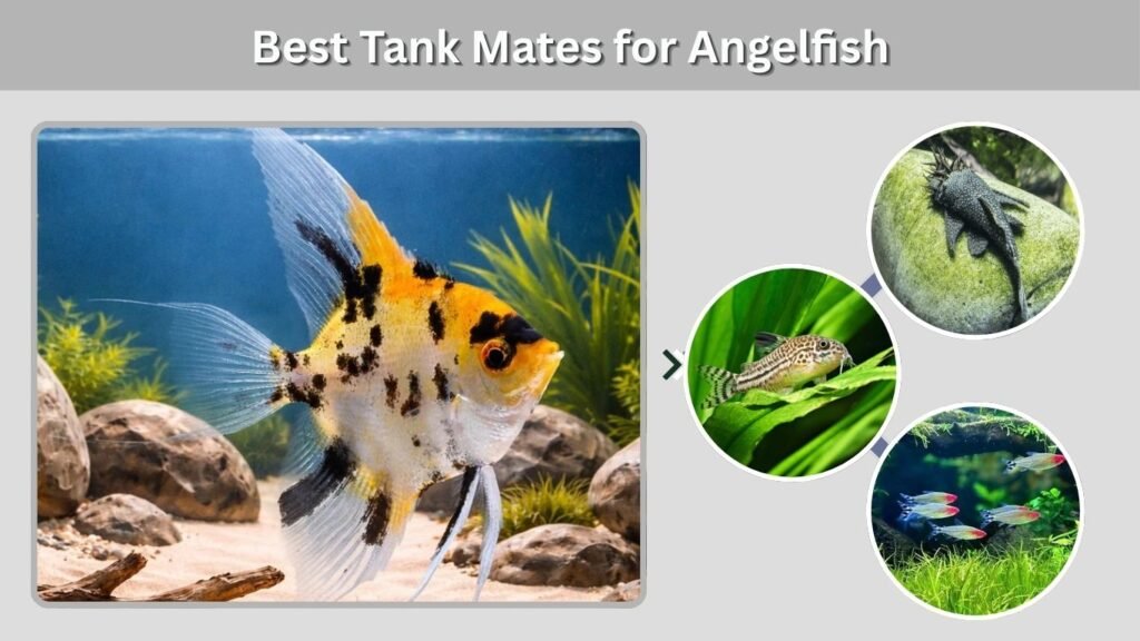 Best Tank Mates for Angelfish
