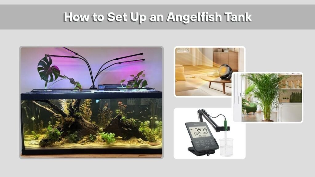 How to Set Up an Angelfish Tank