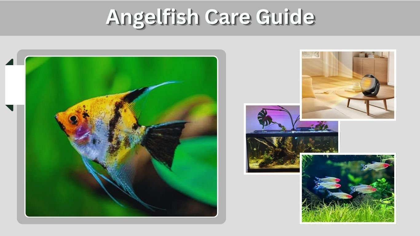 Angelfish Care Guide: Tank Size, Mates, Food & Setup