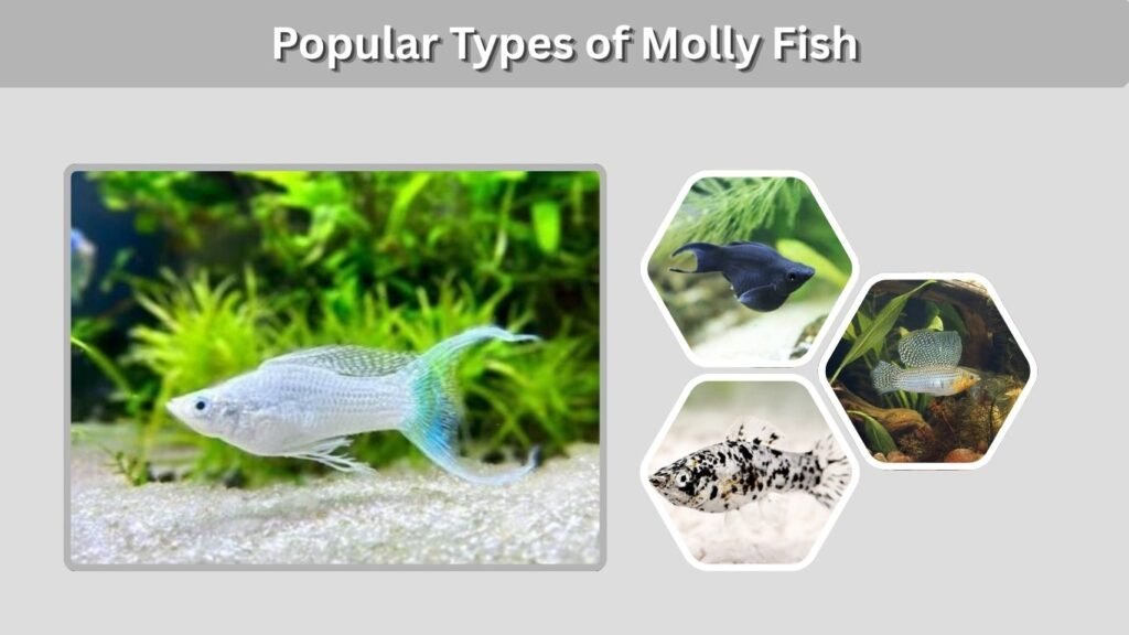 Popular Types of Molly Fish