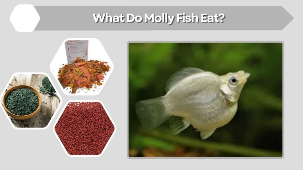 What Do Molly Fish Eat?
