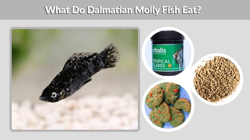 What Do Dalmatian Molly Fish Eat?