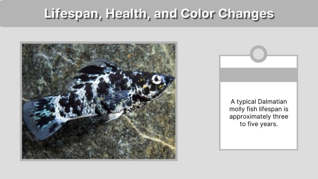 Lifespan, Health, and Color Changes