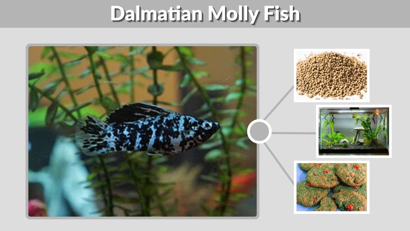 Dalmatian Molly Fish: Care, Size, Diet, Lifespan & Breeding