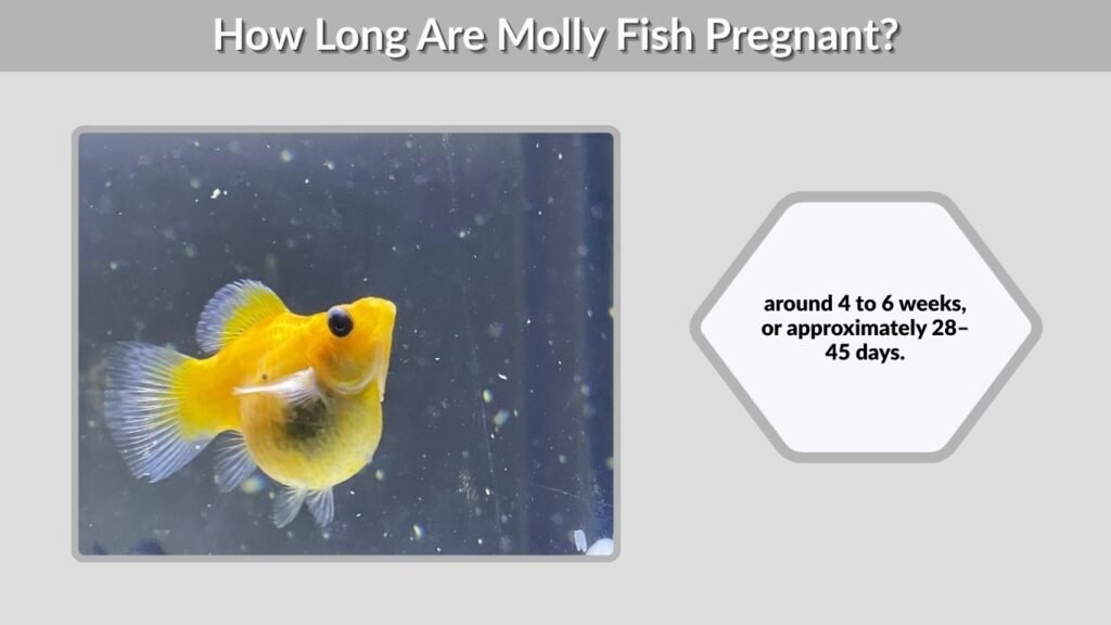 How Long Are Molly Fish Pregnant?