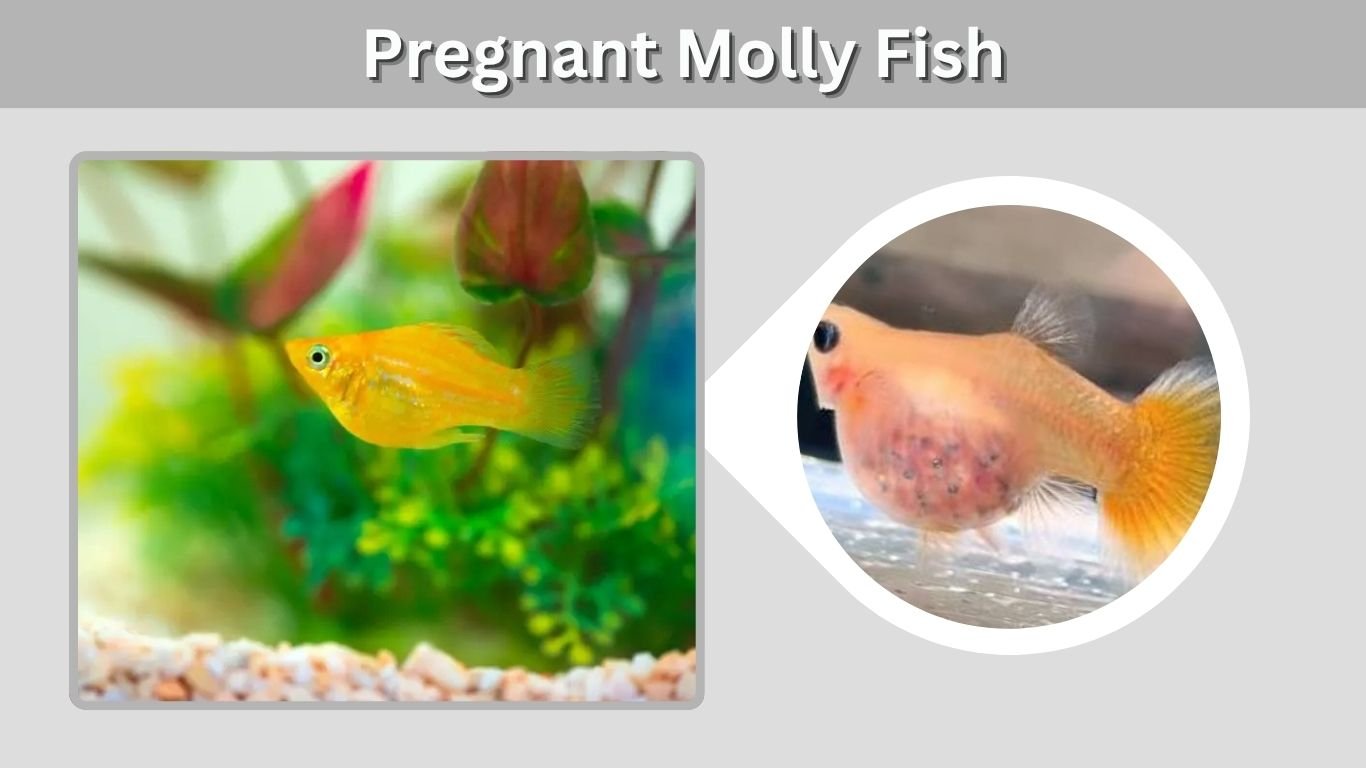 Pregnant Molly Fish: Signs, Stages, Care and Birth Guide