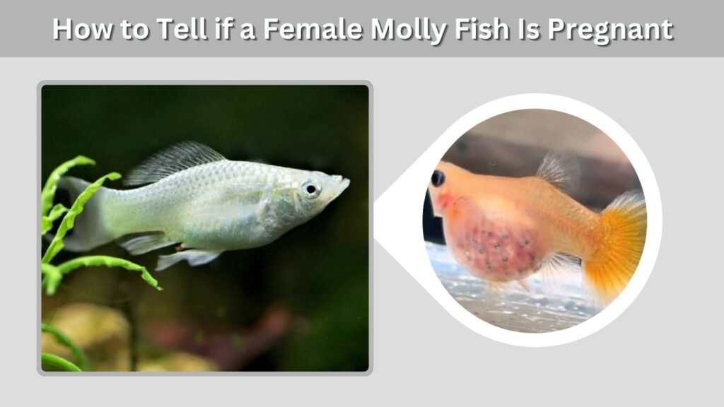 How to Tell if a Female Molly Fish Is Pregnant