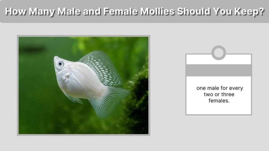 How Many Male and Female Mollies Should You Keep?