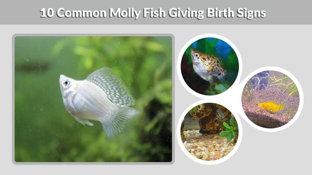 10 Common Molly Fish Giving Birth Signs