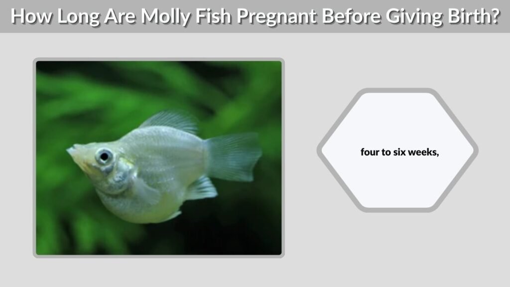 How Long Are Molly Fish Pregnant Before Giving Birth?