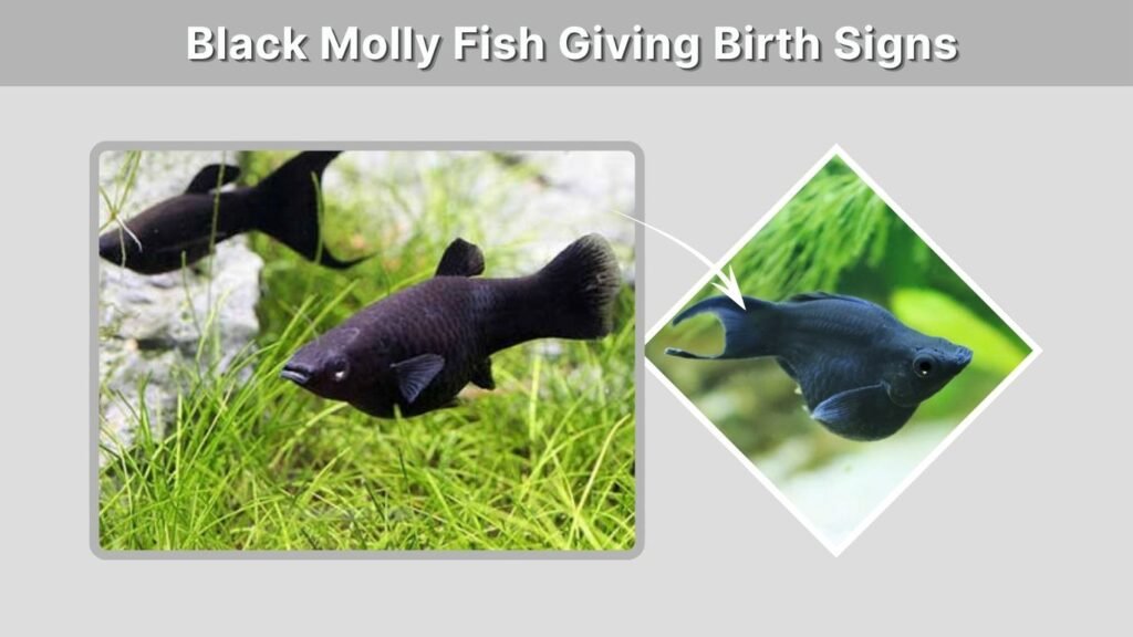 Black Molly Fish Giving Birth Signs