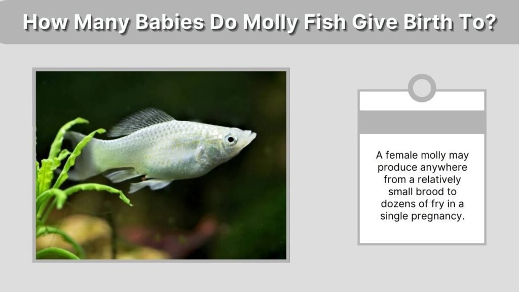 How Many Babies Do Molly Fish Give Birth To?