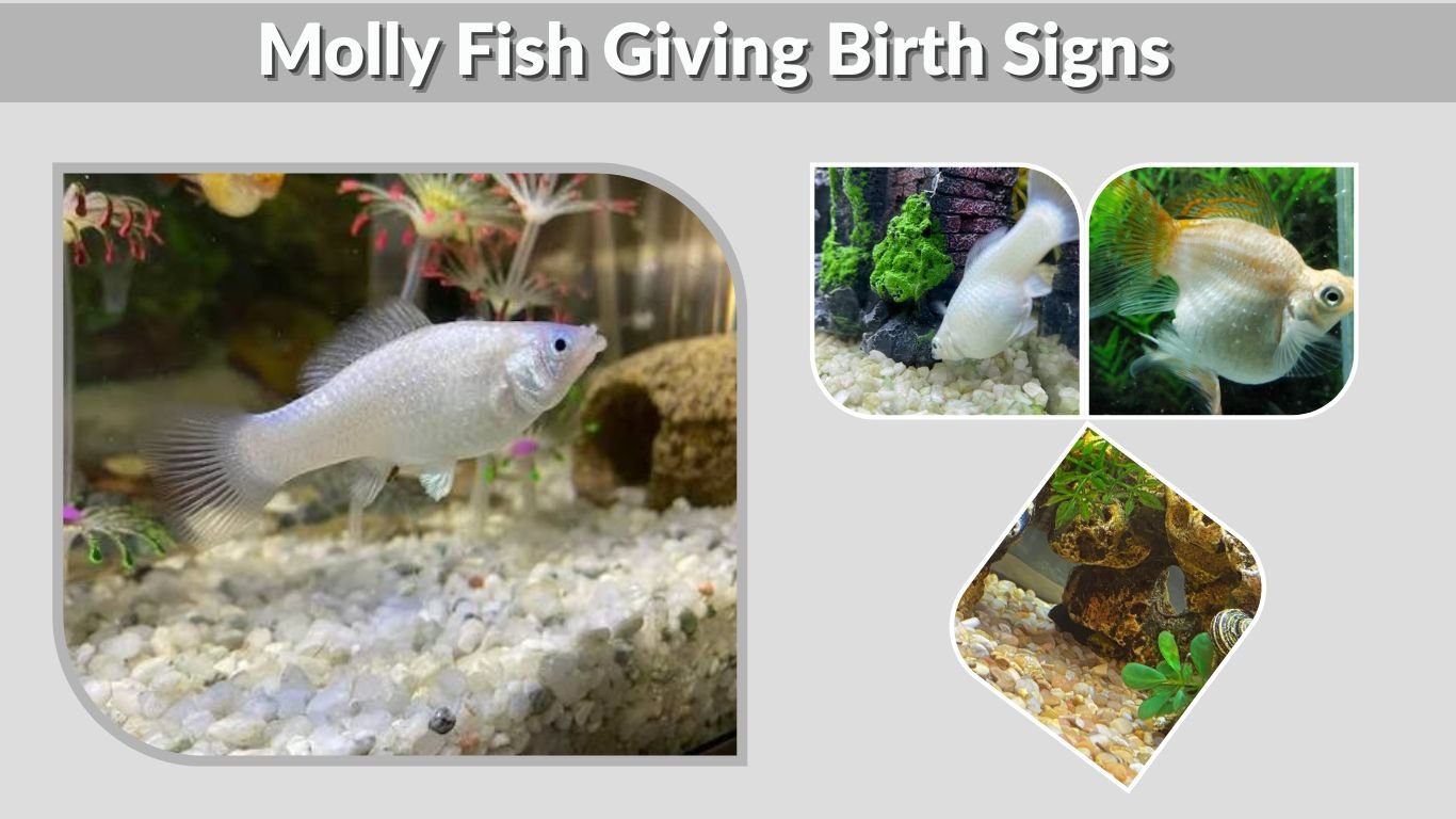 Molly Fish Giving Birth Signs: 10 Signs Labor Is Near