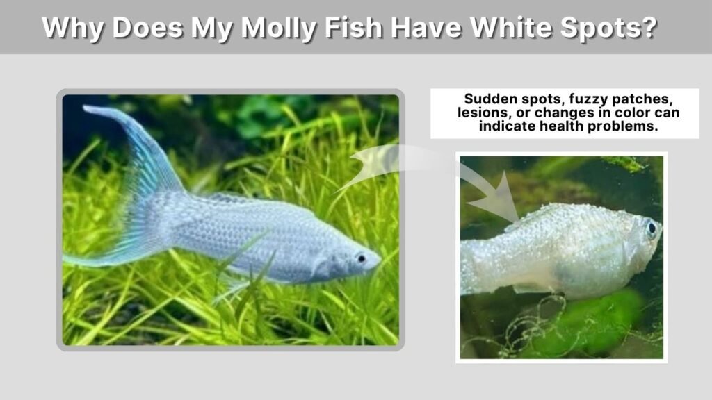 Why Does My Molly Fish Have White Spots?