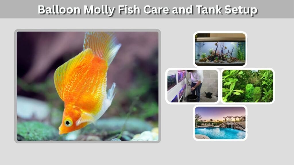 Balloon Molly Fish Care and Tank Setup