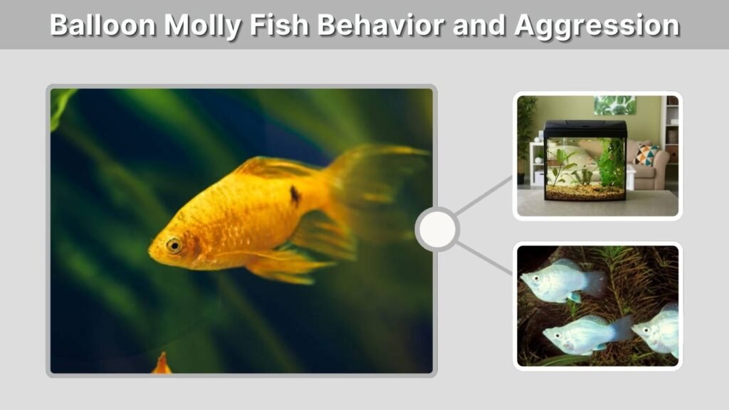 Balloon Molly Fish Behavior and Aggression