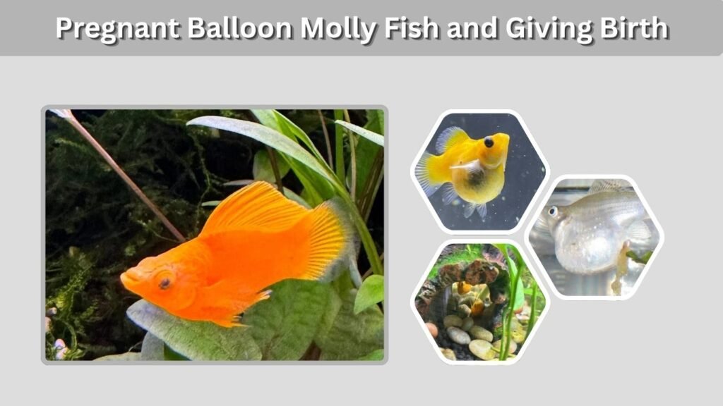 Pregnant Balloon Molly Fish and Giving Birth