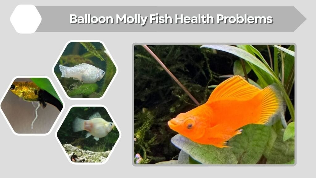 Balloon Molly Fish Health Problems