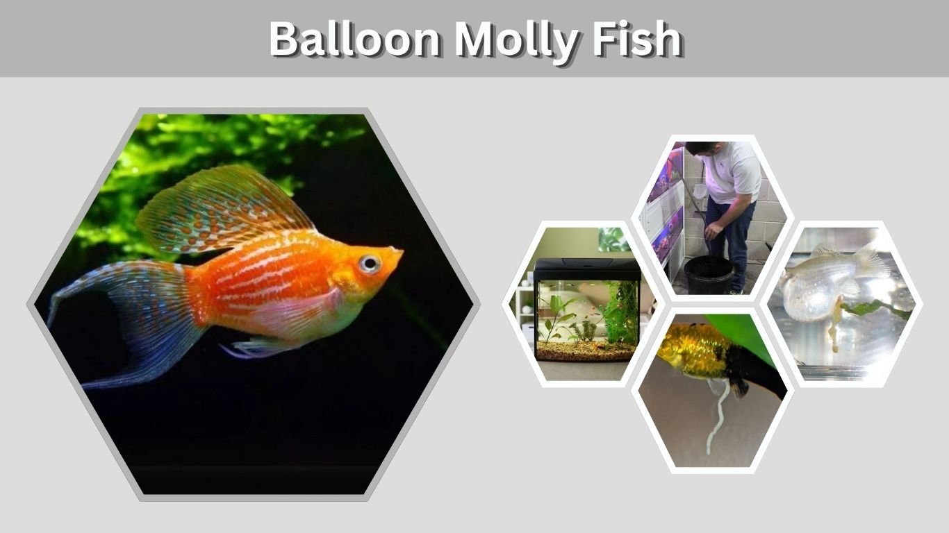 Balloon Molly Fish: Care, Size, Lifespan, and Breeding