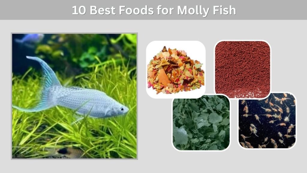 10 Best Foods for Molly Fish