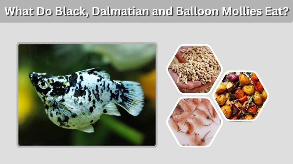 What Do Black, Dalmatian and Balloon Mollies Eat?