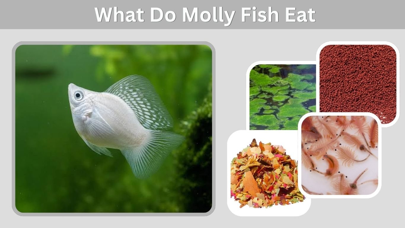 What Do Molly Fish Eat? 10 Best Foods for Healthy Mollies