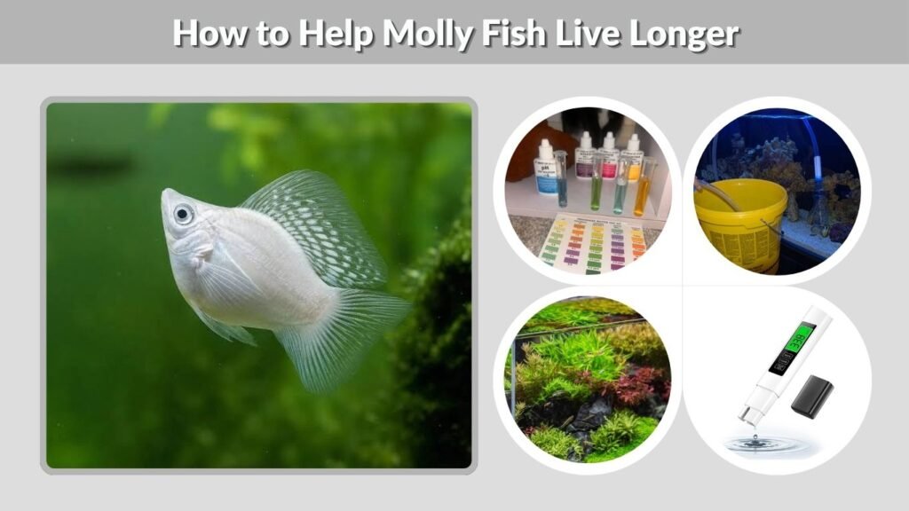 How to Help Molly Fish Live Longer