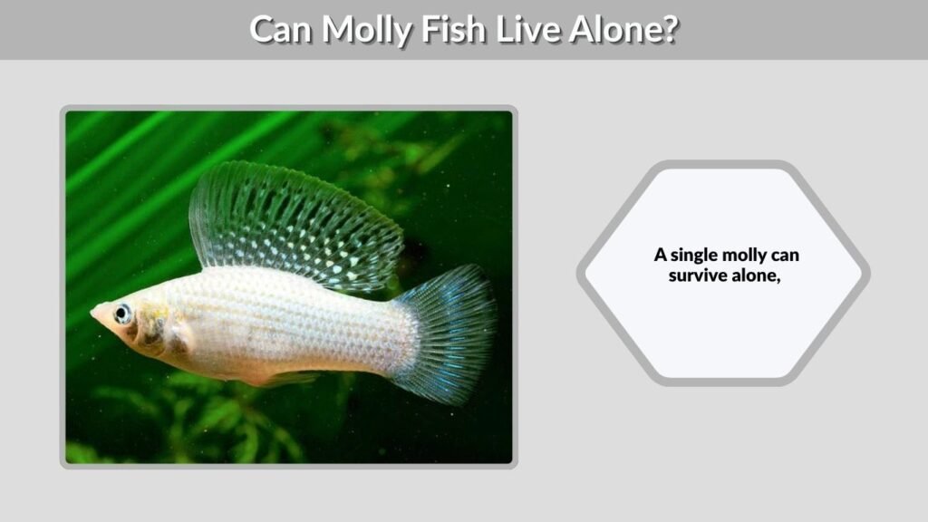 Can Molly Fish Live Alone?