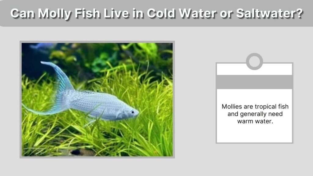 Can Molly Fish Live in Cold Water or Saltwater?