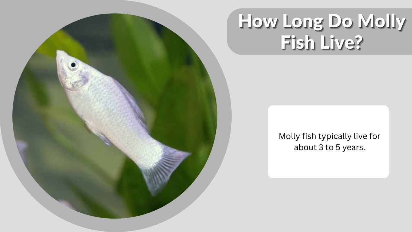 How Long Do Molly Fish Live? Lifespan, Care & Tank Mates
