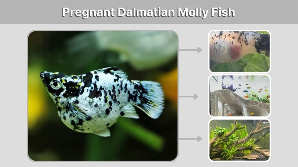Pregnant Dalmatian Molly Fish
