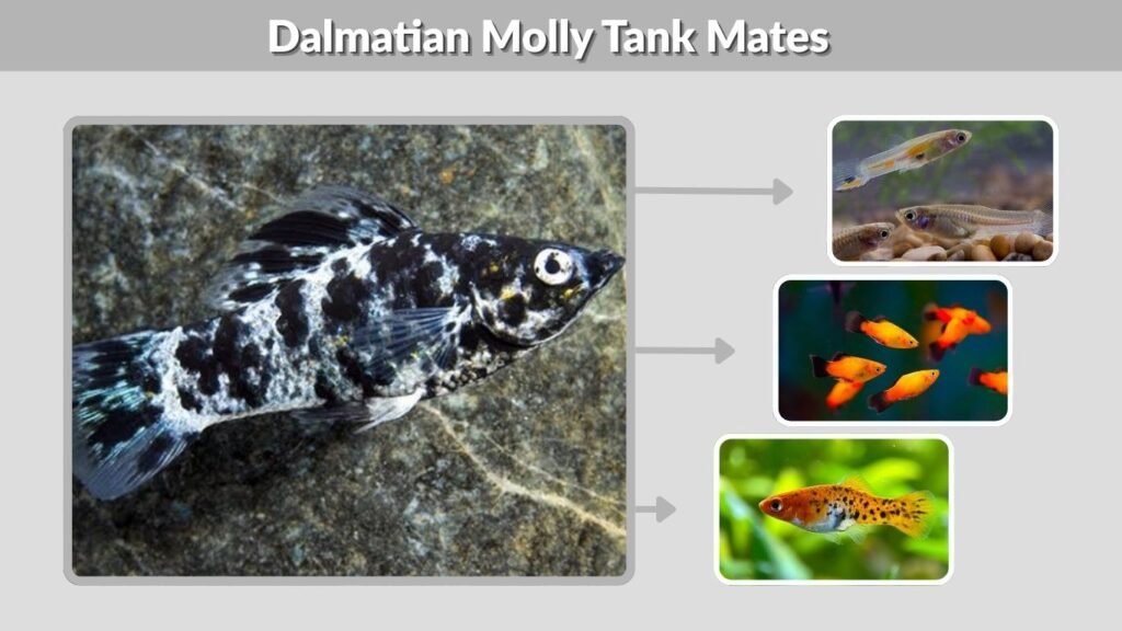 Dalmatian Molly Tank Mates