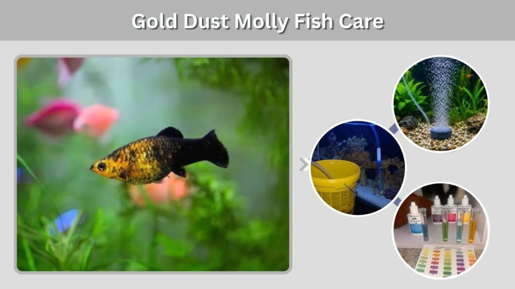 Gold Dust Molly Fish Care