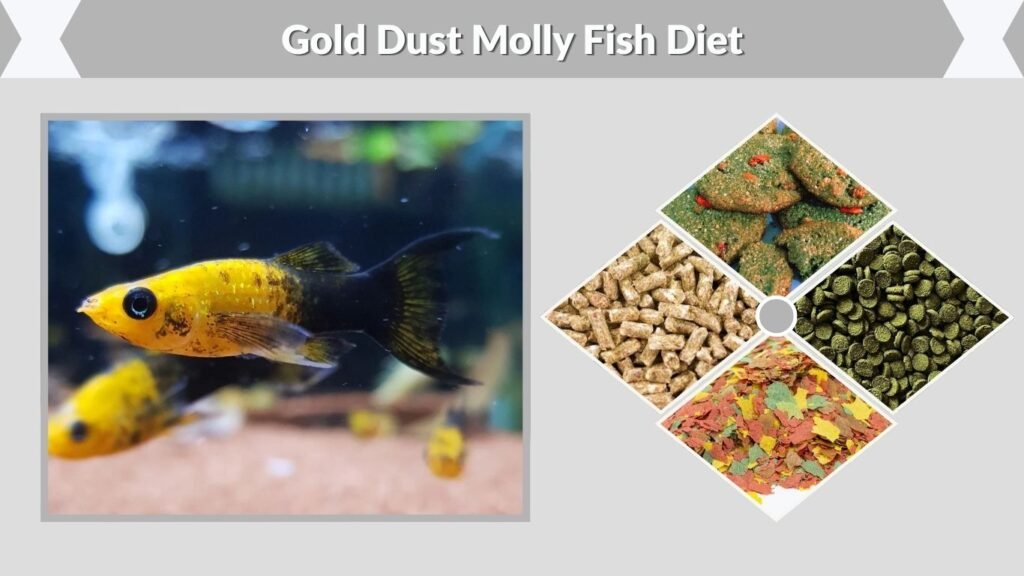 Gold Dust Molly Fish Diet