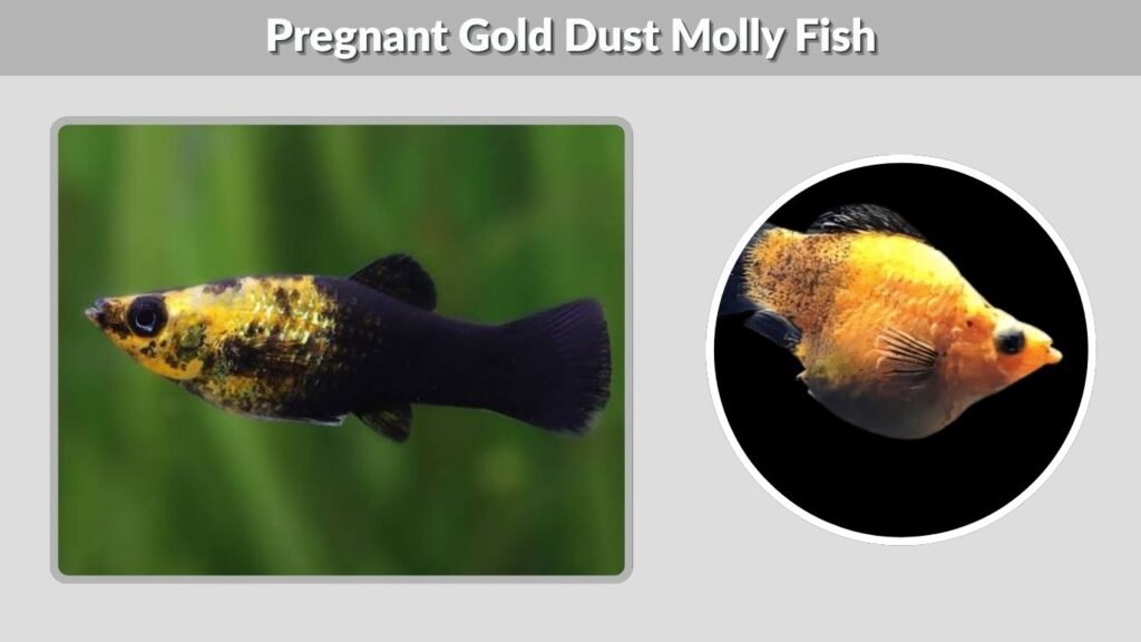 Pregnant Gold Dust Molly Fish