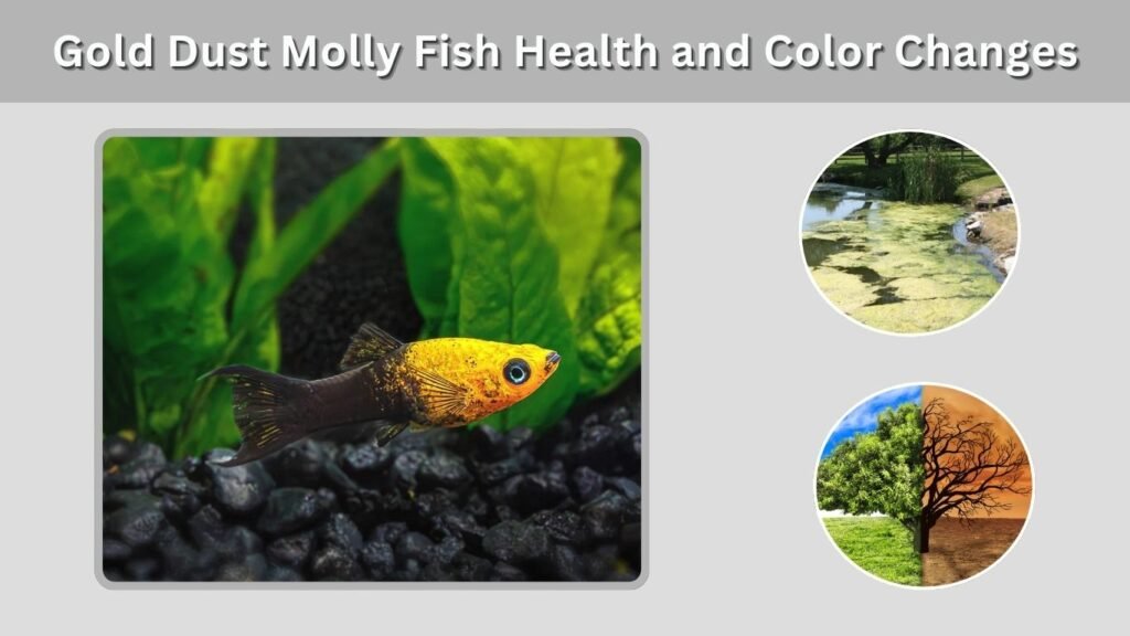 Gold Dust Molly Fish Health and Color Changes
