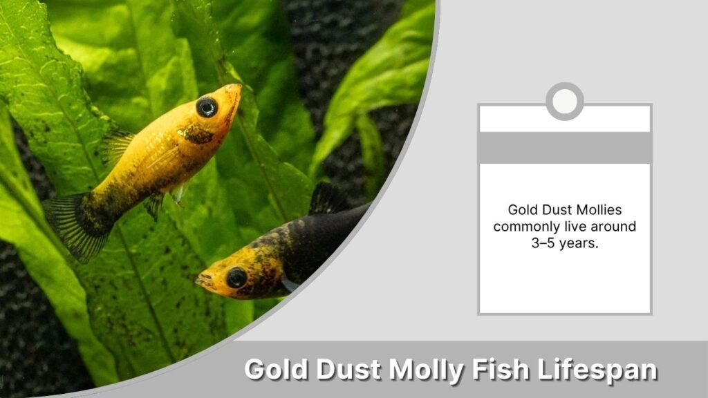 Gold Dust Molly Fish Lifespan
