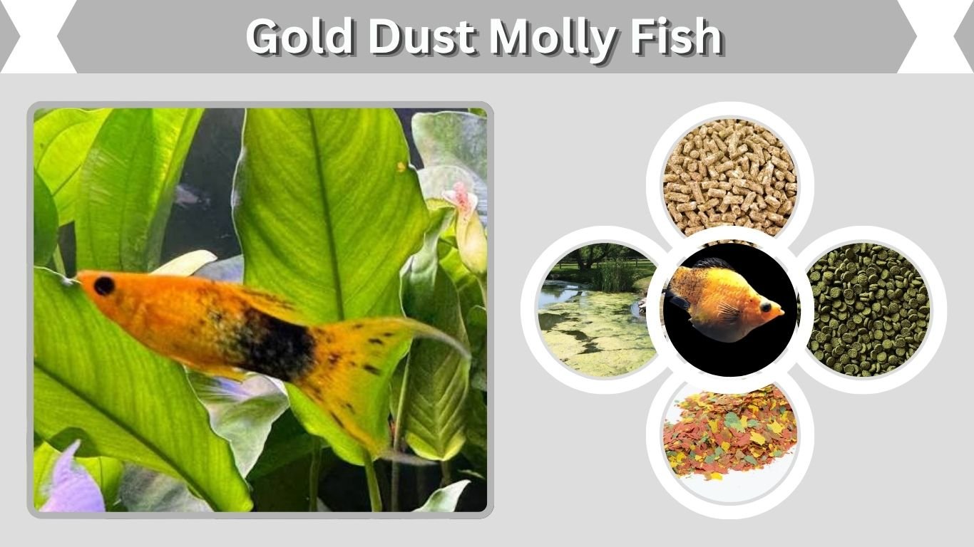 Gold Dust Molly Fish: Care, Size, Pregnancy & Tank Guide