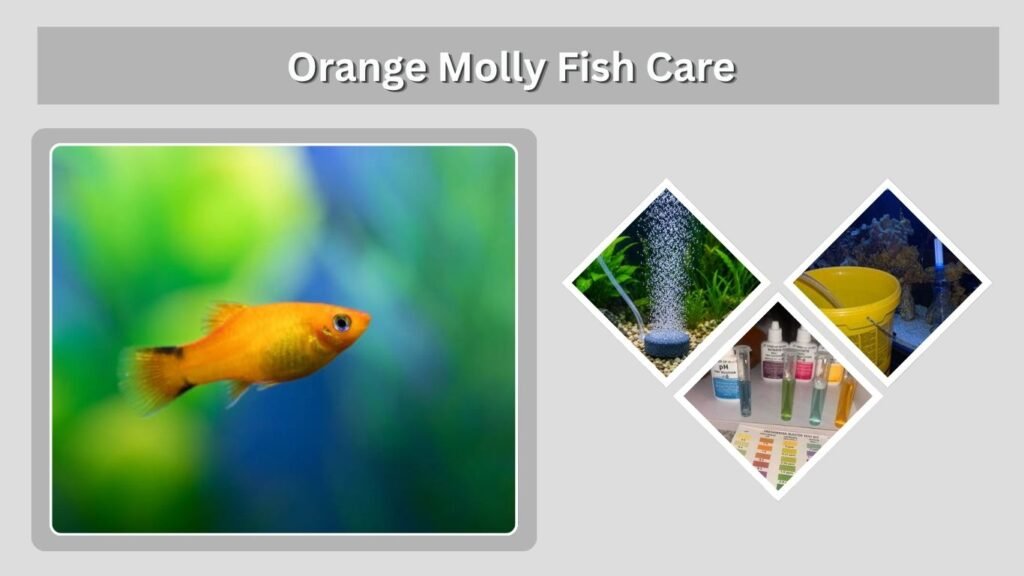 Orange Molly Fish Care
