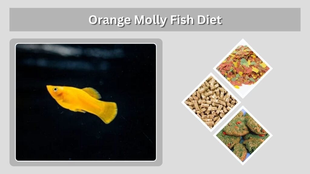 Orange Molly Fish Diet