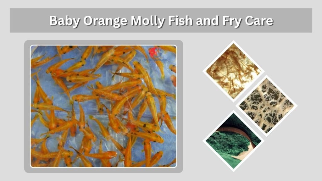 Baby Orange Molly Fish and Fry Care