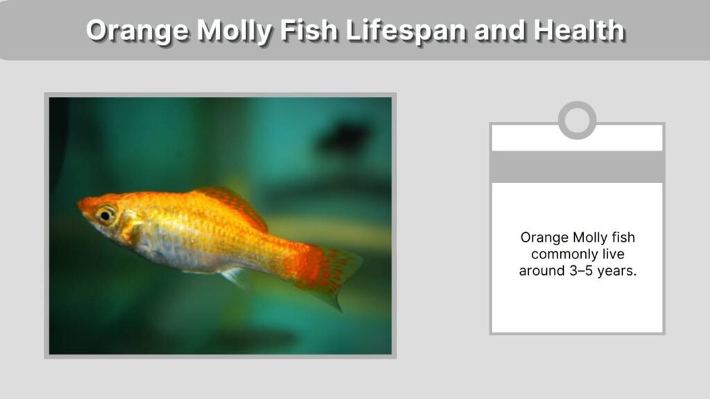 Orange Molly Fish Lifespan and Health