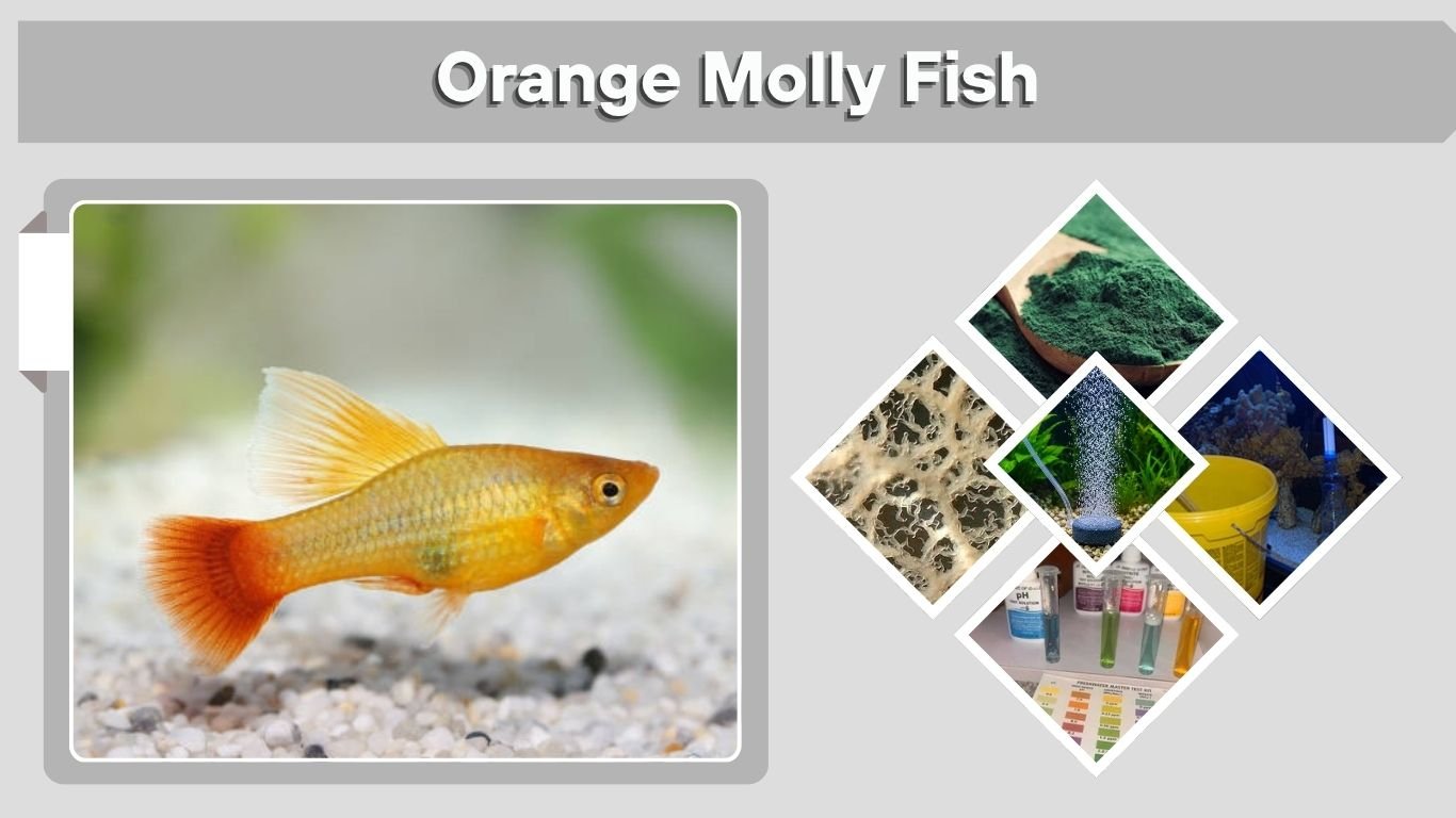 Orange Molly Fish: Care, Size, Pregnancy & Breeding Guide