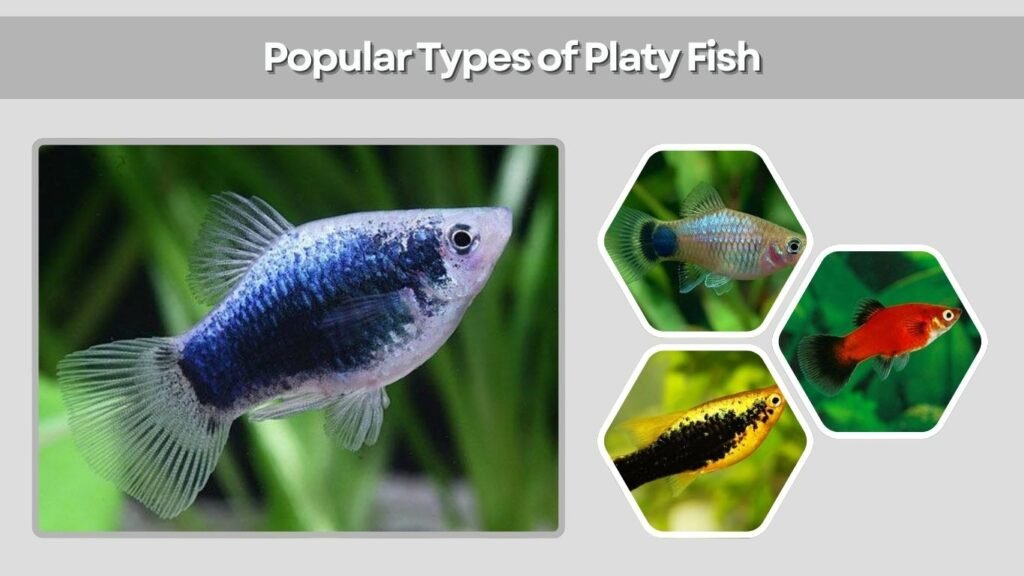 Popular Types of Platy Fish