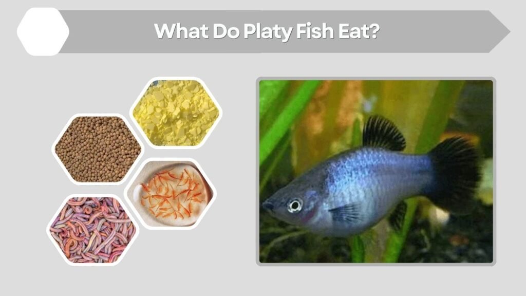 What Do Platy Fish Eat?