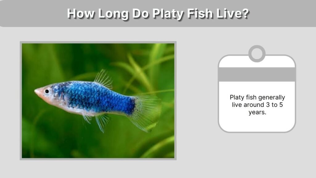 How Long Do Platy Fish Live?
