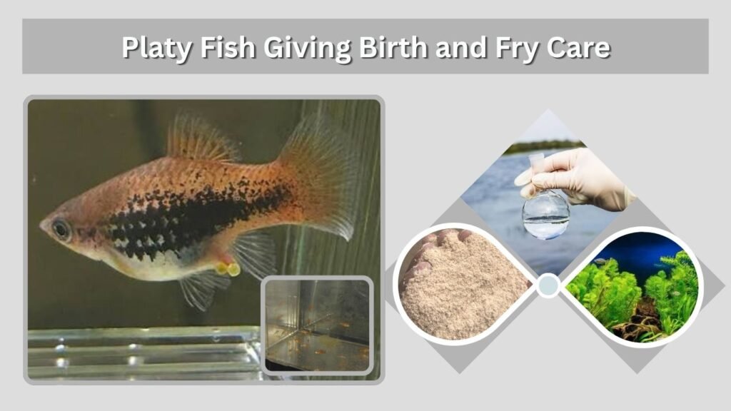 Platy Fish Giving Birth and Fry Care