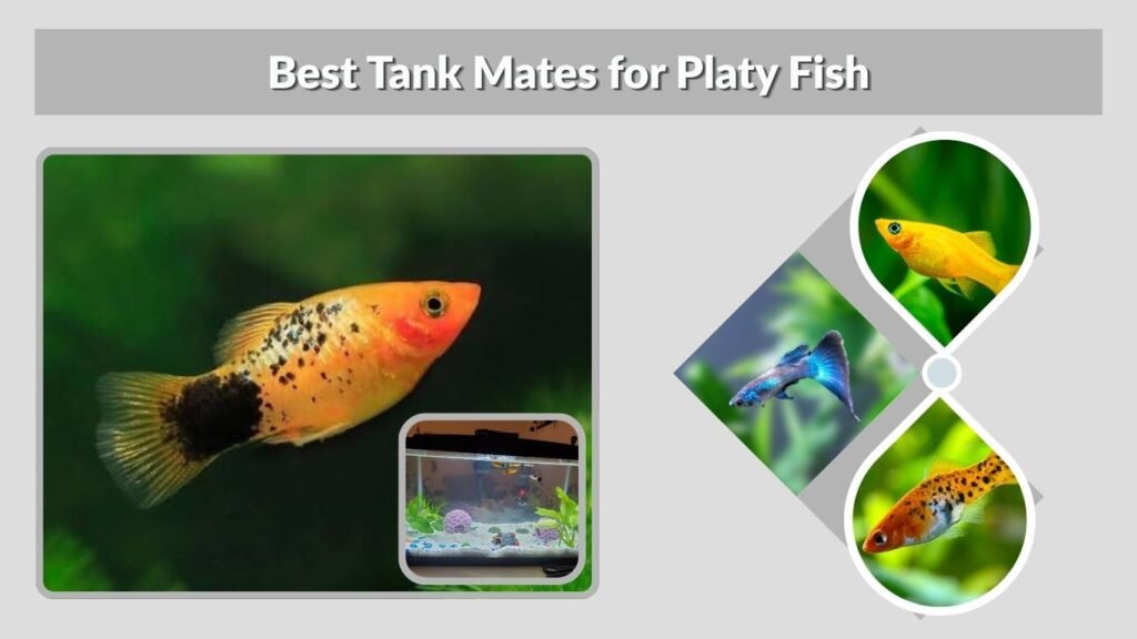 Best Tank Mates for Platy Fish
