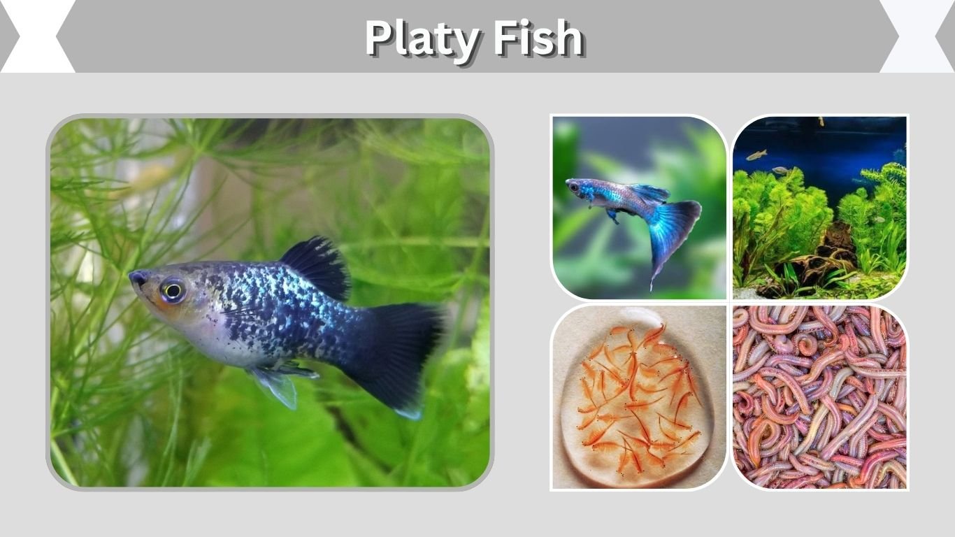 Platy Fish: Care, Types, Lifespan, Diet, and Breeding